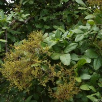Sapindus emarginatus Vahl